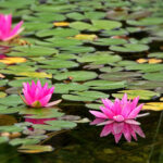 13154期开奖号码揭晓:幸运数字全解析 l922a