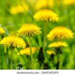 13117期大乐透开奖结果震撼揭晓,大奖花落谁家? q96bb5c