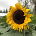 31台跨年直播盛典即将震撼开启 sn3qb5g3s